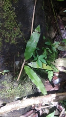 Leptochilus pteropus