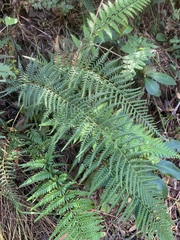 Pityrogramma calomelanos aureoflava