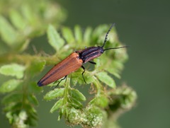 Elatichrosis trisulcatus