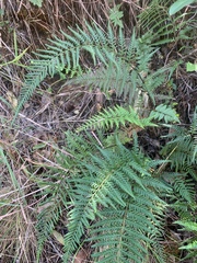 Pityrogramma calomelanos aureoflava