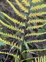 Pityrogramma calomelanos aureoflava