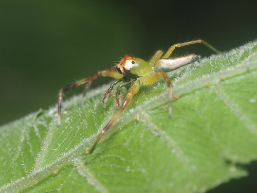 Epeus tener · iNaturalist Canada