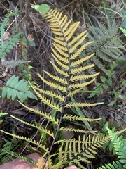 Pityrogramma calomelanos aureoflava