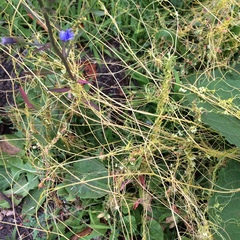 Cuscuta