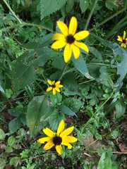 Rudbeckia