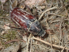 Anoxia australis