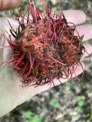 Nephelium