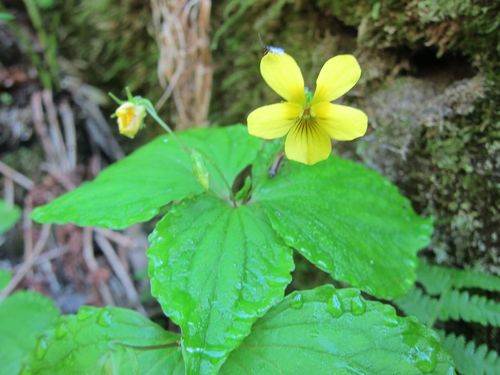 Viola brevistipulata, photograph 1