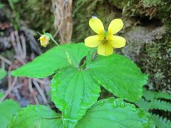Viola brevistipulata