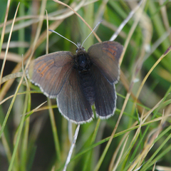 Erebia tyndarus