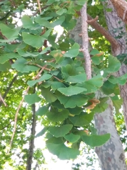 Ginkgo biloba