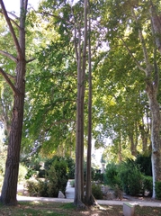 Ginkgo biloba