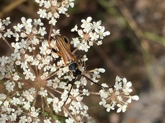 Stenopterus ater