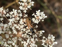 Stenopterus ater