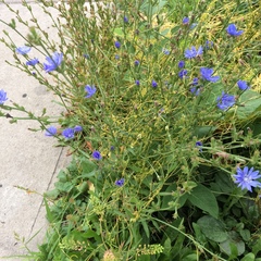 Cuscuta