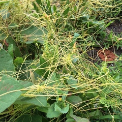 Cuscuta