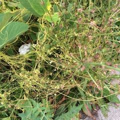 Cuscuta