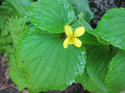 Viola brevistipulata, photograph 2