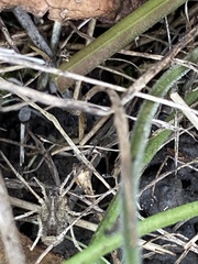 Lacinius horridus