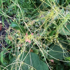 Cuscuta