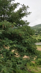 Albizia amara