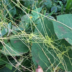 Cuscuta