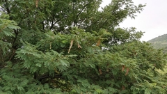 Albizia amara