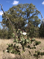 Eucalyptus populnea