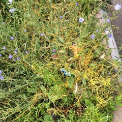 Cuscuta