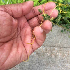 Cuscuta