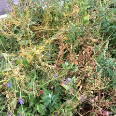 Cuscuta