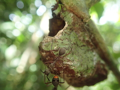 Dolichoderus attelaboides