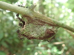 Dolichoderus attelaboides