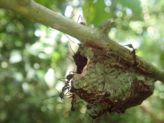 Dolichoderus attelaboides