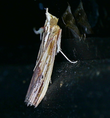 Ancylostomia stercorea