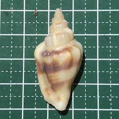 Canarium urceus