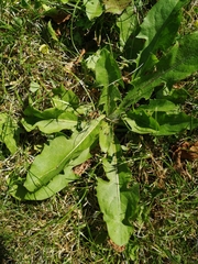 Taraxacum