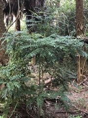 Simarouba