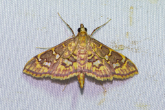 Ischnurges