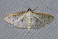 Palpita annulifer