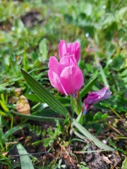 Babiana blanda