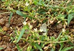 Glinus oppositifolius