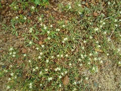 Glinus oppositifolius