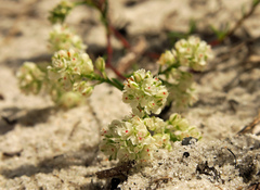 Polygonum dentoceras