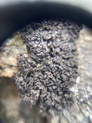 Enchylium polycarpon