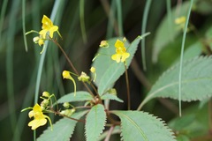 Impatiens racemosa