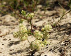 Polygonum dentoceras