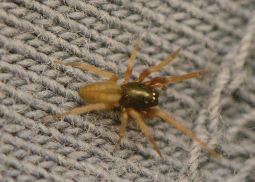 Meriola decepta