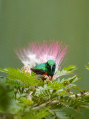 Cinnyris chloropygius