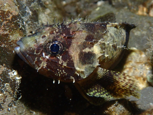 Common scorpionfish (Scorpaenodes guamensis) — Scorpaenidae — 4